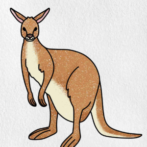 Kangaroo Premium Lite